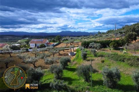 Terreno 2.680m² | Poço e Olival | Palvarinho, Castelo Branco