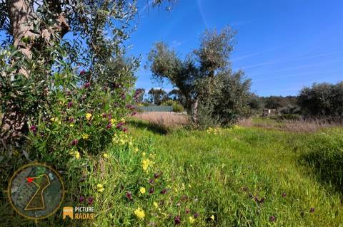 Terreno 2.680m² | Poço e Olival | Palvarinho, Castelo Branco