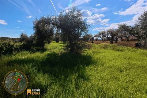 Terreno 2.680m² | Poço e Olival | Palvarinho, Castelo Branco