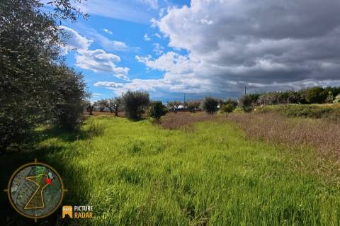 Terreno 2.680m² | Poço e Olival | Palvarinho, Castelo Branco
