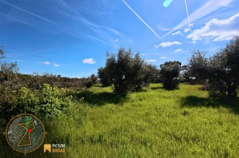 Terreno 2.680m² | Poço e Olival | Palvarinho, Castelo Branco