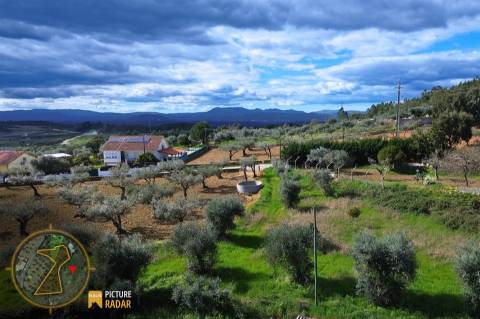 Terreno 2.680m² | Poço e Olival | Palvarinho, Castelo Branco