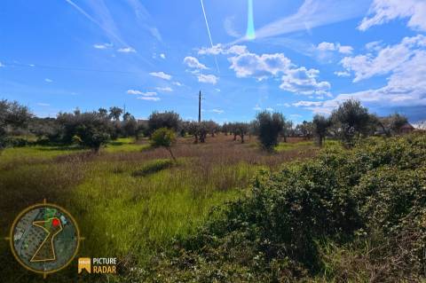 Terreno 2.680m² | Poço e Olival | Palvarinho, Castelo Branco