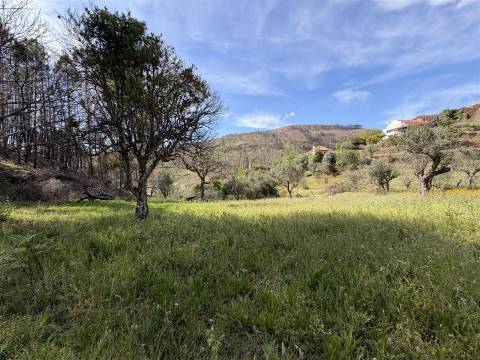Terreno Rústico  Venda em São Vicente da Beira,Castelo Branco