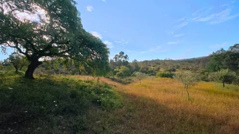 Terreno Rústico  Venda em Benquerenças,Castelo Branco