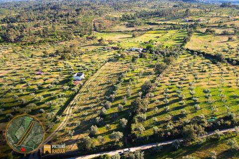 Terreno vedado com Ruína e 3 Poços - Juncal do Campo, PT