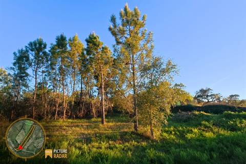 Terreno vedado com Ruína e 3 Poços - Juncal do Campo, PT