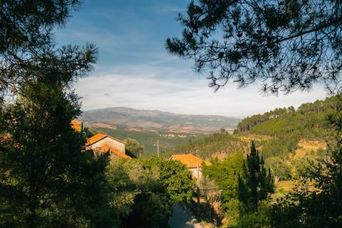 Terreno Rústico  Venda em Almaceda,Castelo Branco