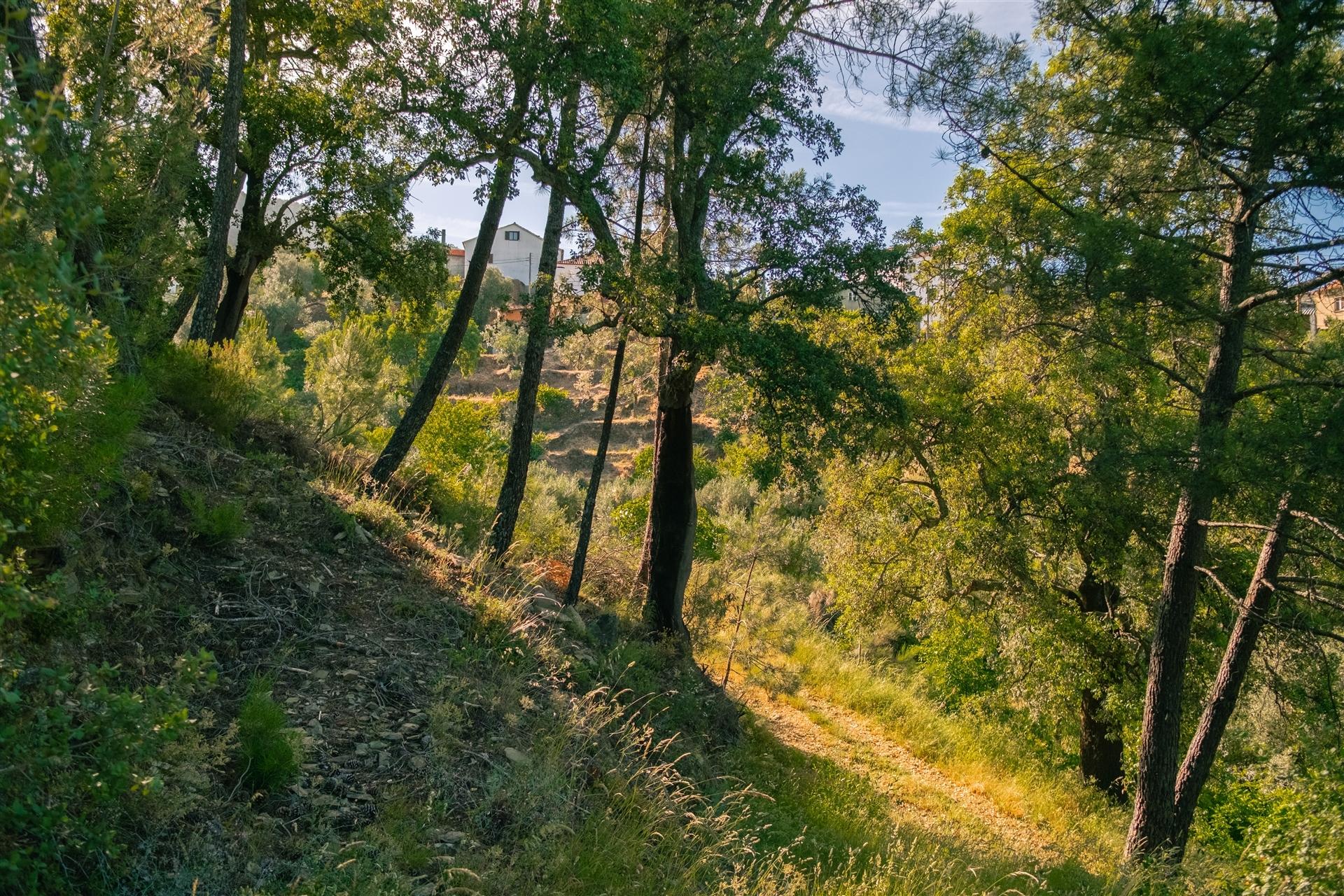 Terreno Rústico  Venda em Almaceda,Castelo Branco