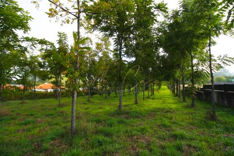Terreno Para Construção  Venda em Oliveira do Bairro,Oliveira do Bairro