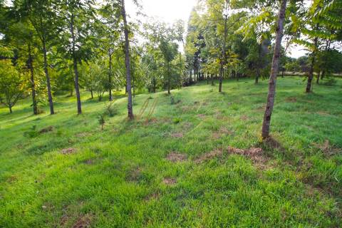 Terreno Para Construção  Venda em Oliveira do Bairro,Oliveira do Bairro