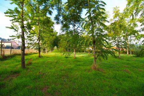 Terreno Para Construção  Venda em Oliveira do Bairro,Oliveira do Bairro