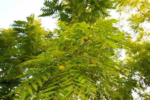 Terreno Para Construção  Venda em Oliveira do Bairro,Oliveira do Bairro