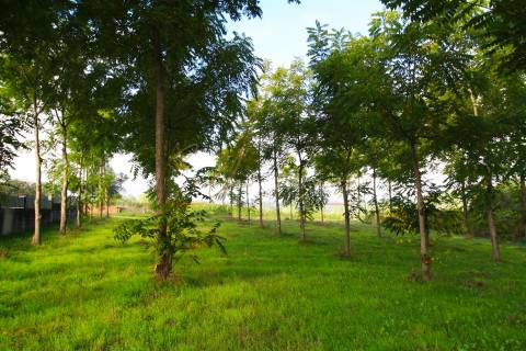 Terreno Para Construção  Venda em Oliveira do Bairro,Oliveira do Bairro