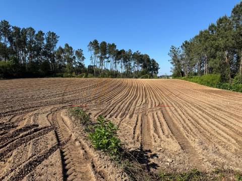 Terreno Rústico  Venda em Oliveira do Bairro,Oliveira do Bairro