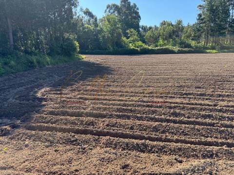 Terreno Rústico  Venda em Oliveira do Bairro,Oliveira do Bairro
