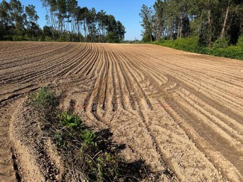 Terreno Rústico  Venda em Oliveira do Bairro,Oliveira do Bairro