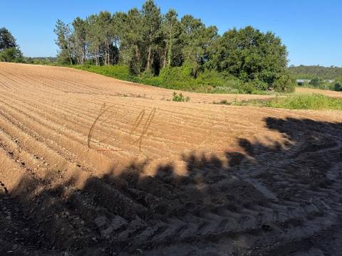 Terreno Rústico  Venda em Oliveira do Bairro,Oliveira do Bairro