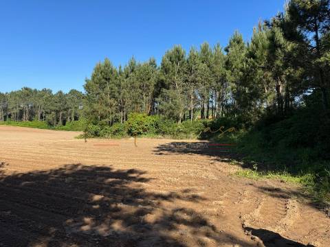 Terreno Rústico  Venda em Oliveira do Bairro,Oliveira do Bairro