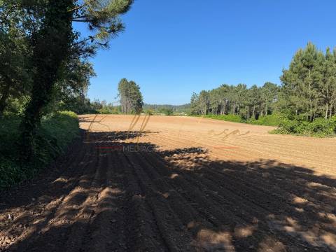 Terreno Rústico  Venda em Oliveira do Bairro,Oliveira do Bairro