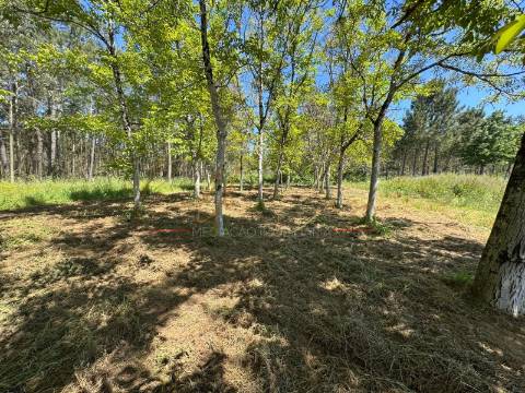 Terreno Rústico  Venda em Tamengos, Aguim e Óis do Bairro,Anadia