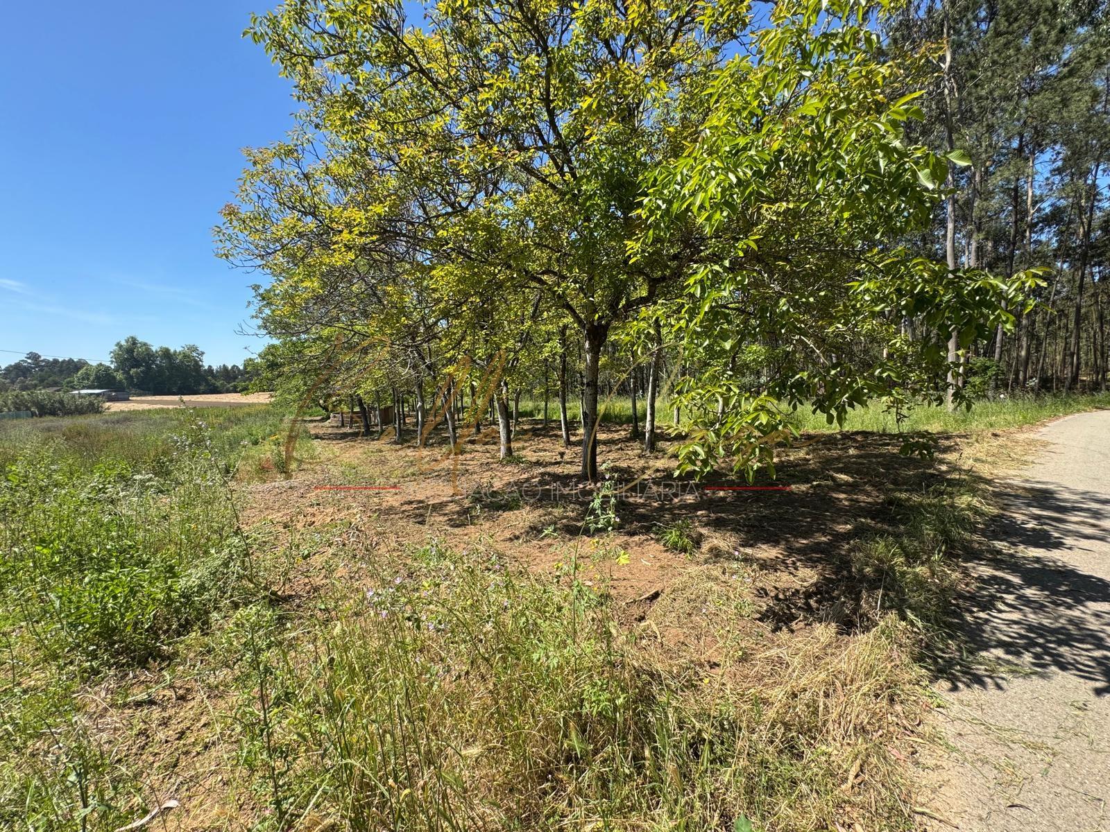 Terreno Rústico  Venda em Tamengos, Aguim e Óis do Bairro,Anadia