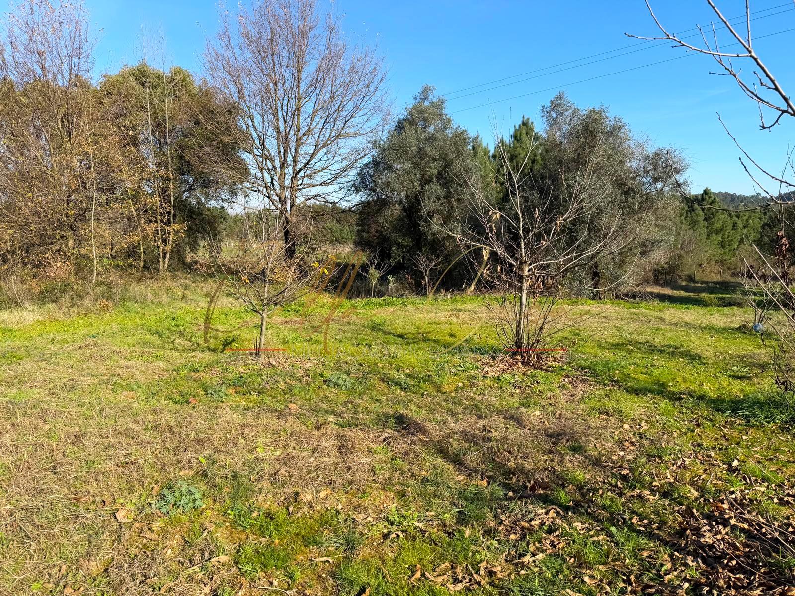 Terreno Para Construção  Venda em Oliveira do Bairro,Oliveira do Bairro