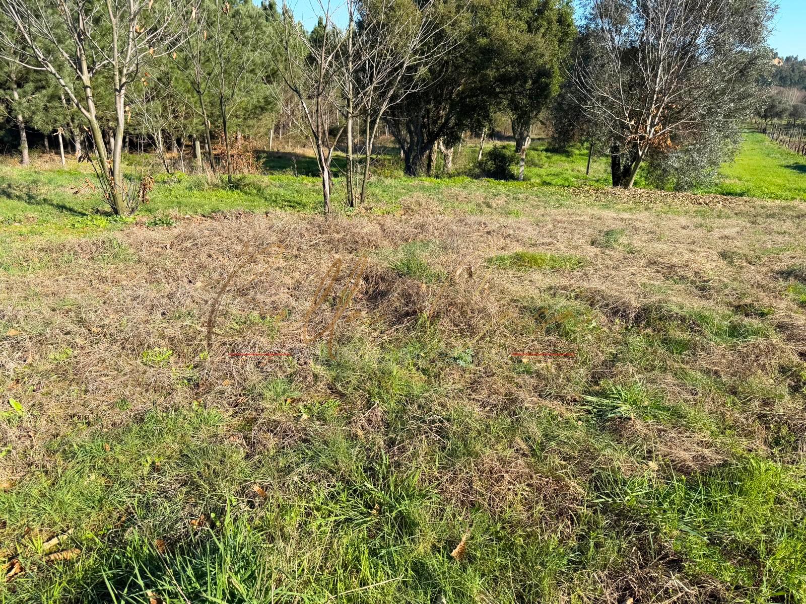Terreno Para Construção  Venda em Oliveira do Bairro,Oliveira do Bairro