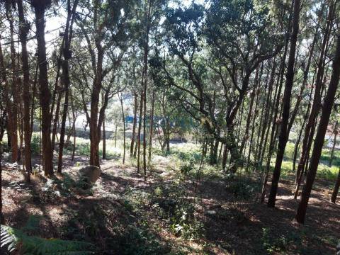 Terreno Rústico  Venda em Antas,Esposende