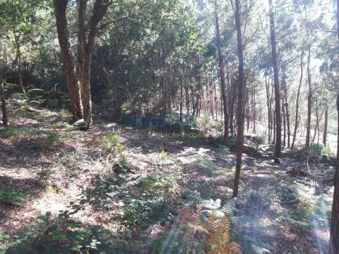 Terreno Rústico  Venda em Antas,Esposende