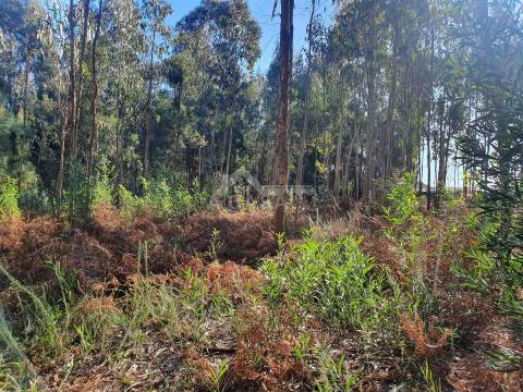 Terreno com viabilidade de construção de moradias com 3800 m2 e 47 m de frente em Souto