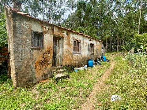 Moradia isolada T2 térrea para restauro com logradouro e pinhal