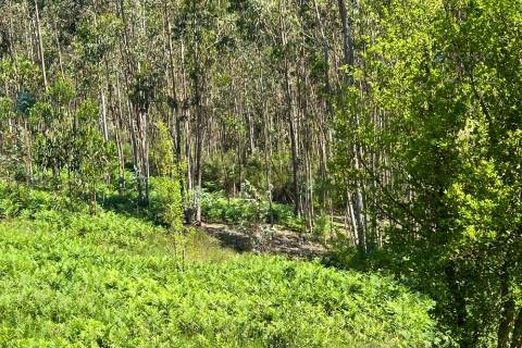 Terrenos à venda em Penafiel (Rústico + Urbano)