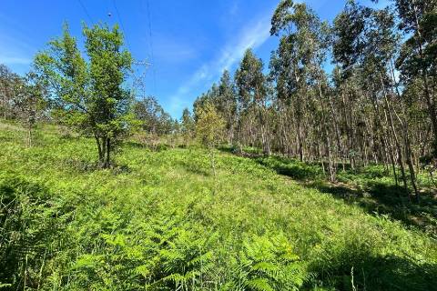 Terrenos à venda em Penafiel (Rústico + Urbano)