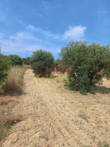Terreno Rústico  Venda em Assentiz,Torres Novas