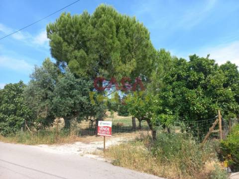 Terreno Rústico  Venda em Assentiz,Torres Novas