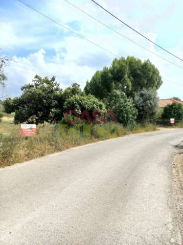 Terreno Rústico  Venda em Assentiz,Torres Novas