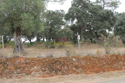 Terreno Rústico  Venda em Brogueira, Parceiros de Igreja e Alcorochel,Torres Novas