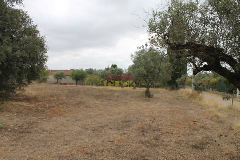 Terreno Rústico  Venda em Brogueira, Parceiros de Igreja e Alcorochel,Torres Novas