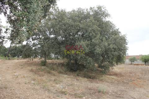 Terreno Rústico  Venda em Brogueira, Parceiros de Igreja e Alcorochel,Torres Novas