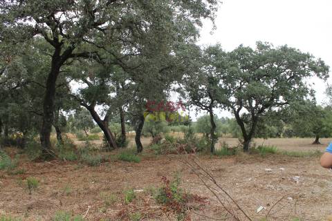 Terreno Rústico  Venda em Brogueira, Parceiros de Igreja e Alcorochel,Torres Novas
