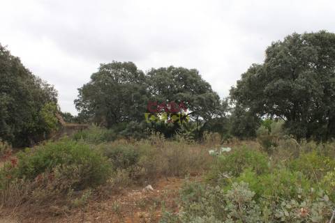 Terreno Rústico  Venda em Brogueira, Parceiros de Igreja e Alcorochel,Torres Novas