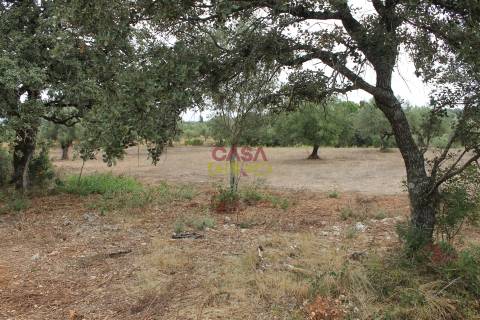 Terreno Rústico  Venda em Brogueira, Parceiros de Igreja e Alcorochel,Torres Novas