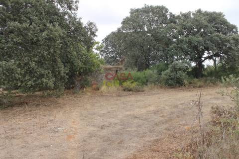 Terreno Rústico  Venda em Brogueira, Parceiros de Igreja e Alcorochel,Torres Novas
