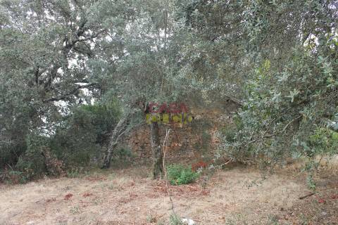 Terreno Rústico  Venda em Brogueira, Parceiros de Igreja e Alcorochel,Torres Novas
