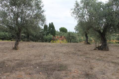 Terreno Rústico  Venda em Brogueira, Parceiros de Igreja e Alcorochel,Torres Novas