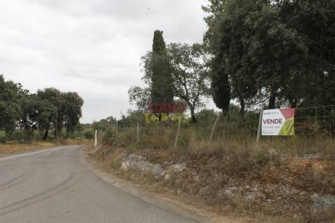 Terreno Rústico  Venda em Brogueira, Parceiros de Igreja e Alcorochel,Torres Novas