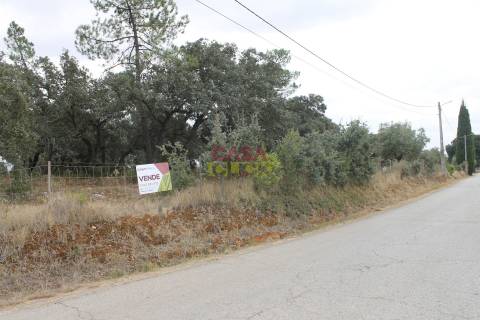 Terreno Rústico  Venda em Brogueira, Parceiros de Igreja e Alcorochel,Torres Novas
