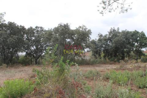 Terreno Rústico  Venda em Brogueira, Parceiros de Igreja e Alcorochel,Torres Novas