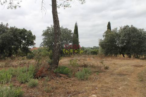 Terreno Rústico  Venda em Brogueira, Parceiros de Igreja e Alcorochel,Torres Novas